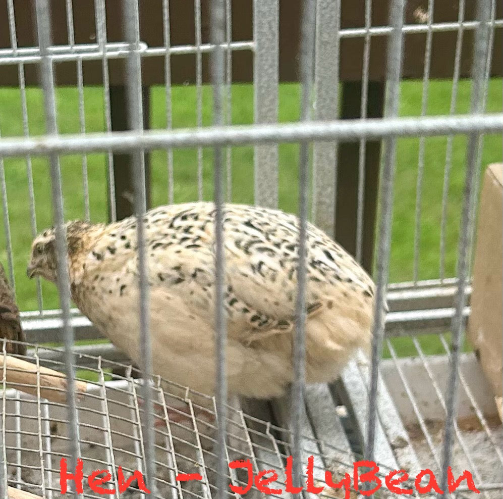 Coturnix Quail